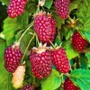 Саженец красной ежемалины Логан Берри (Loganberry) 