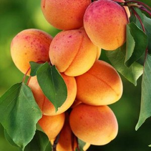 Абрикос Рекламный