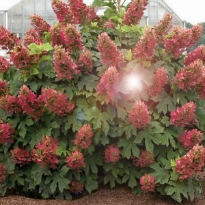 Гортензия метельчатая Wim's Red (Вимс Ред)