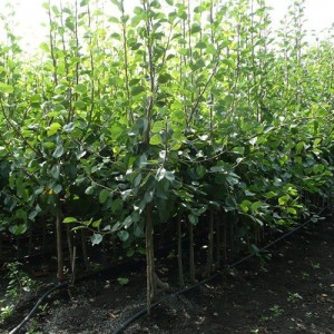 груши оптом (от 500 шт.)