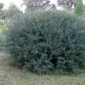 Саженец ивы шаровидной Ушастой