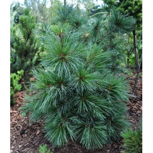 Саженец кедра Корейского  20-40 см