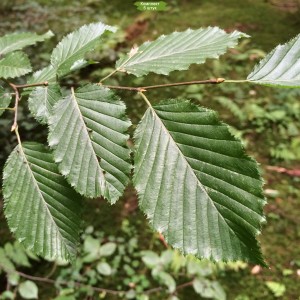 Сеянцы бука Зубчатого ( 10 -15 см) -  комплект 5 шт.