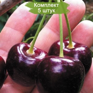 Саженцы черевишни Рубиновка -  комплект 5 шт.