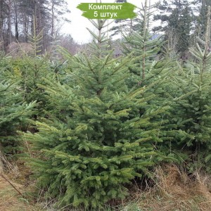 Саженцы Ели Сибирской 60-100 см -  комплект 5 шт.