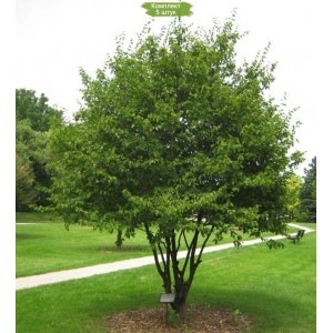 Сеянцы граба Каролинского ( 10-15 см) -  комплект 5 шт.