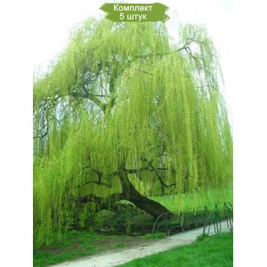 Сеянцы ивы плакучей Зеленой -  комплект 5 шт.