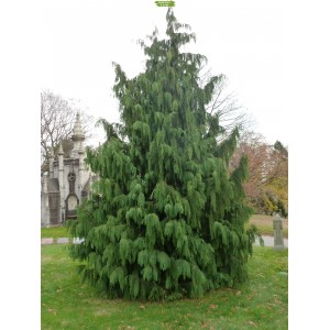 Саженцы кипарисовика Нутканского 100-150 см -  комплект 5 шт.