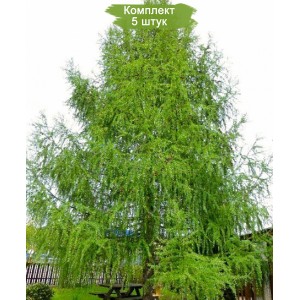 Саженцы лиственницы Европейской ( 20-50 см) -  комплект 5 шт.