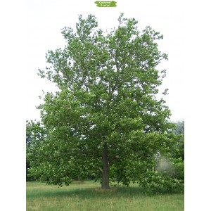 Саженцы платана Западного -  комплект 5 шт.