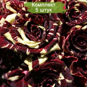 Саженцы плетистой розы Тигровая  -  комплект 5 шт.