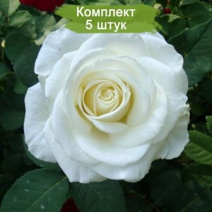 Саженцы чайно-гибридной розы Вирджиния (Virginia) -  комплект 5 шт.