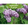 Саженцы сирени Лавандер Леди (Lavander Lady) -  комплект 5 шт.