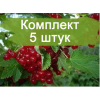 Саженцы красной смородины Вика -  комплект 5 шт.