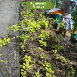 Саженцы спиреи Японской ( до 35 см. ) -  комплект 5 шт.