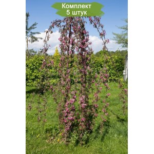 Комплект 5шт
 / Яблоня плакучая Чилс Випинг
