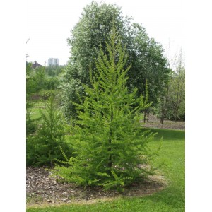 Саженец лиственницы Европейской 60-100 см