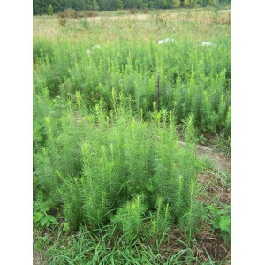 Саженец лиственницы Сибирской 40-60 см