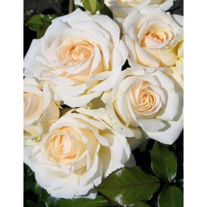 Саженец кустовой розы Снежная королева