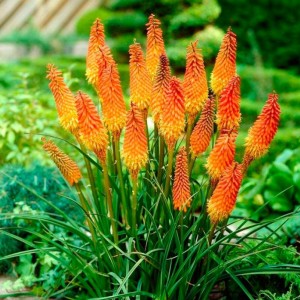 Саженец Книфофии