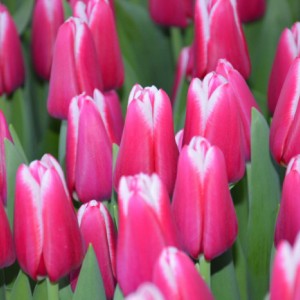 Луковица тюльпана Лорнах (Lornah)