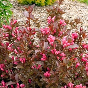 Саженец вейгелы пестролистной Каппуччино (Kosteriana Variegata)