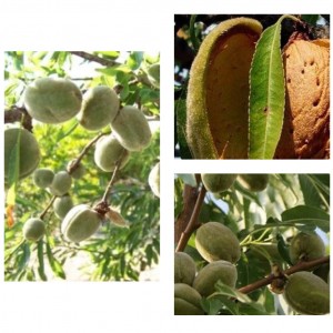 Саженцы миндаля Комплект саженцев М5 (Миндаль Виктория, Никитский, Обыкновенный)