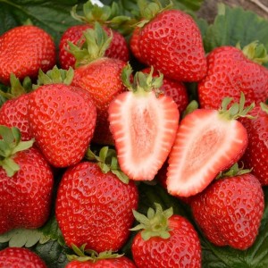 Саженец ремонтантной клубники Сан-андреас (Средняя)