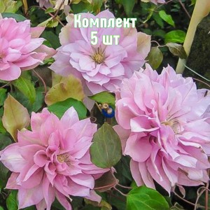 Комплект 5шт / Клематис Виолет Элизабет