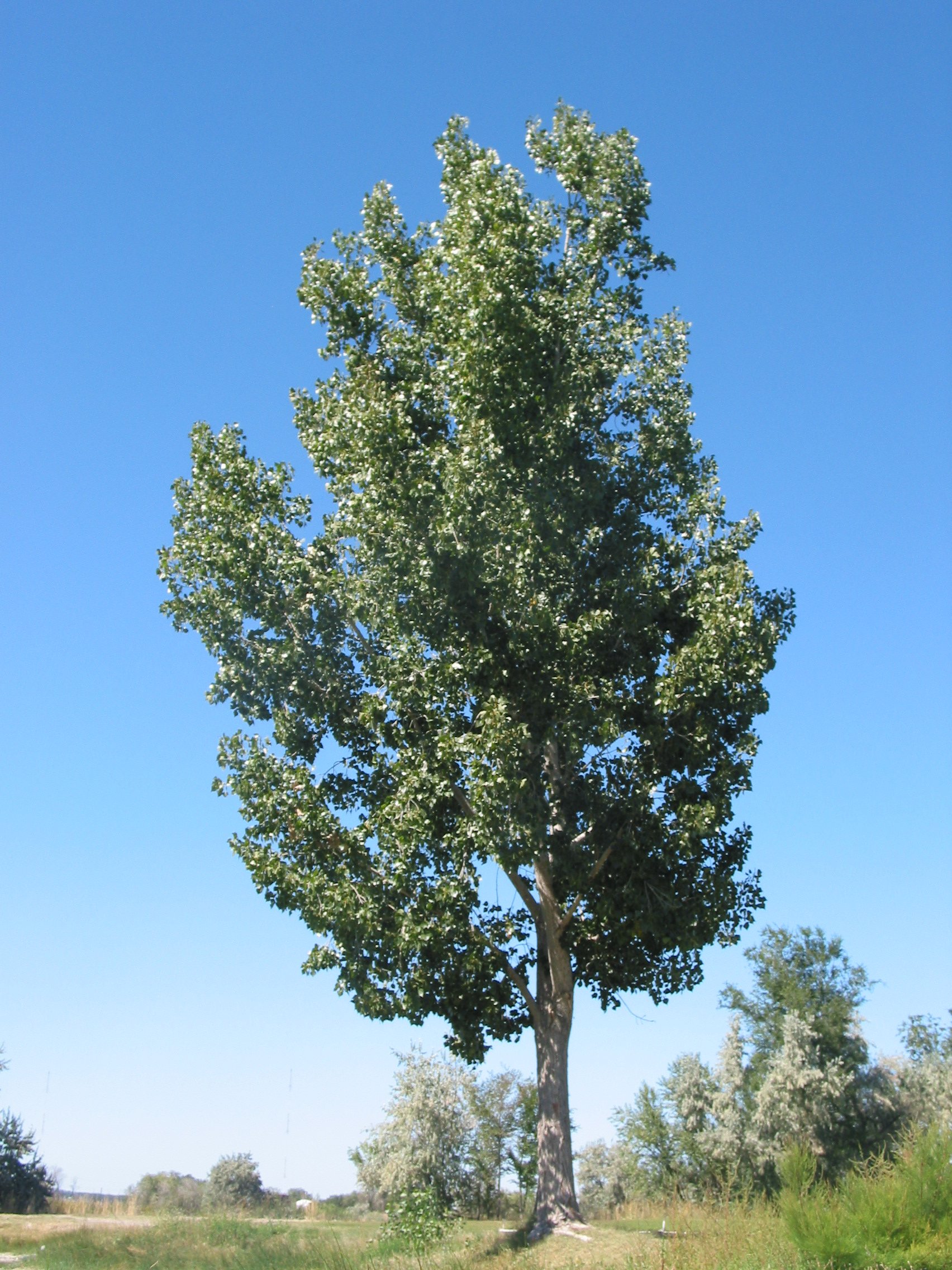 Тополь дерево фото. Тополь Populus Alba. Populus Alba Тополь белый. Populus Alba дерево. Тополь белый (Populus Alba) пирамидальный.