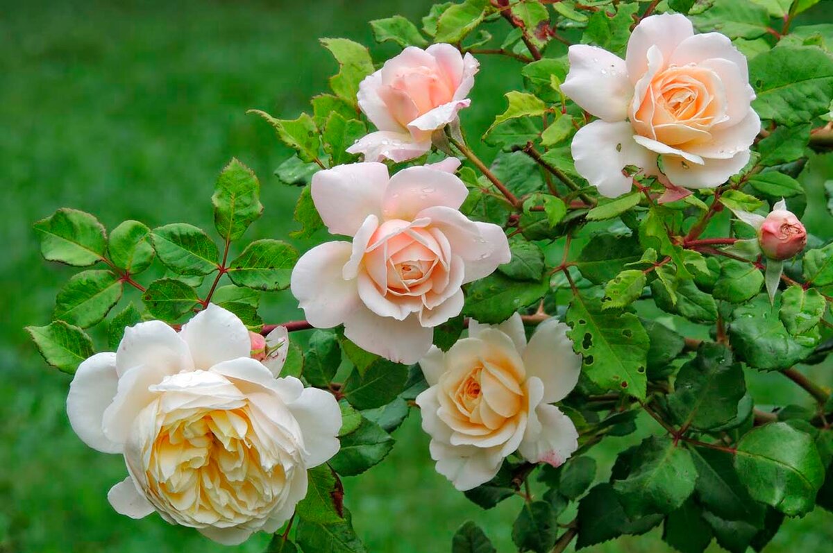 Роза шраб мэри роуз фото и описание